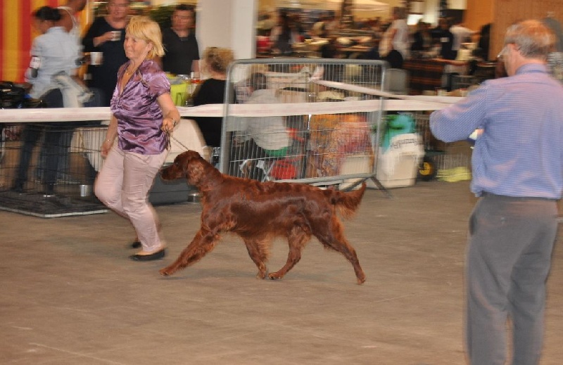 CH. Flavy De L'anneau Du Kerry - 1er exc.RCACIB en classe champion