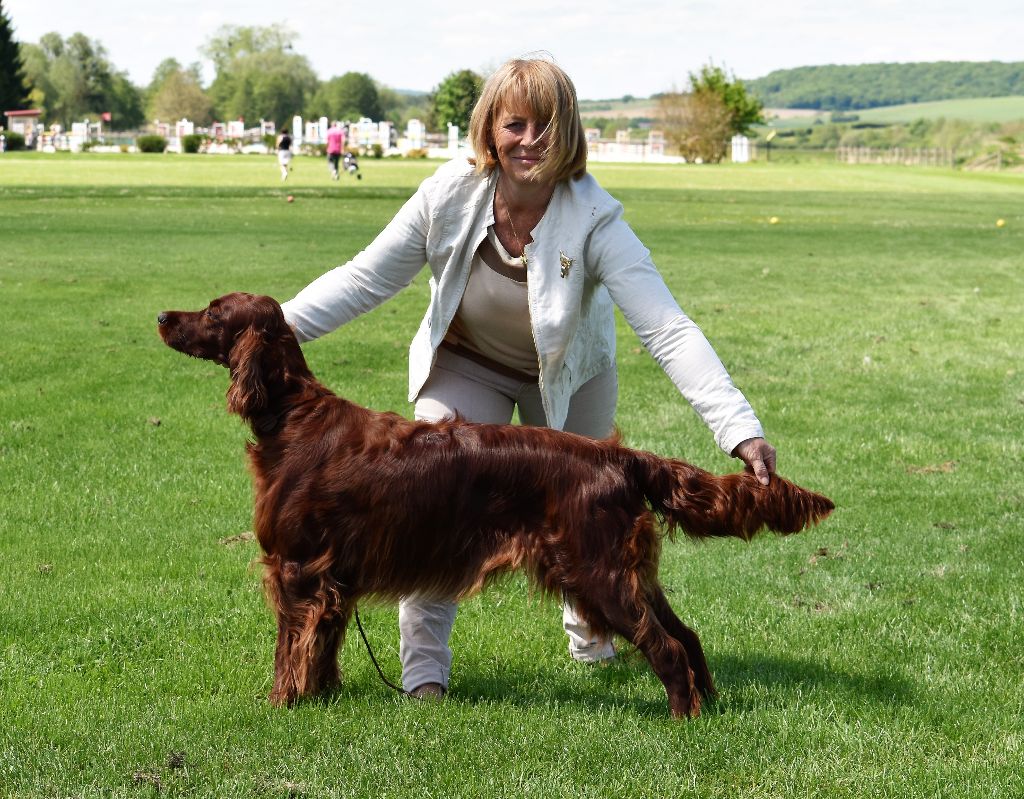 CH. Flavy De L'anneau Du Kerry - 1ER EXC. classe champion /BOB/