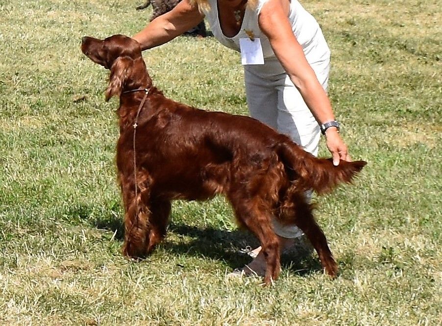CH. Flavy De L'anneau Du Kerry - 1er exc. Meilleur Vétéran/ Meilleur de Race / 1er Best in Show vétéran