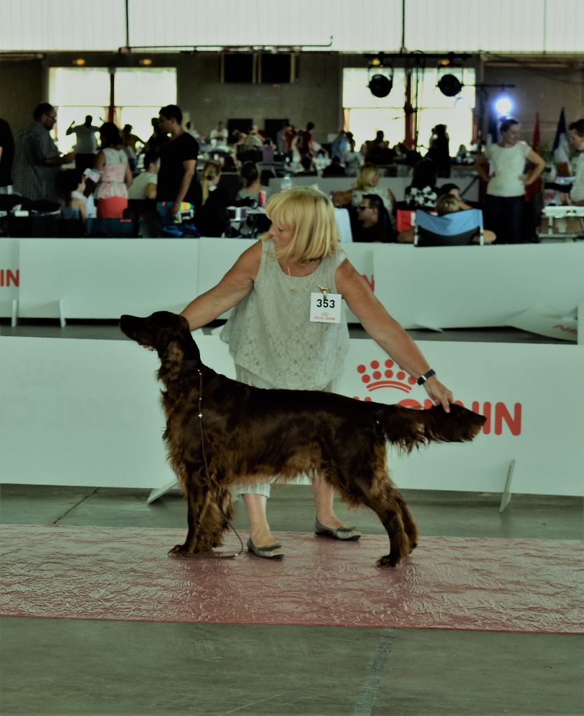 CH. Flavy De L'anneau Du Kerry - 1ER EXC. classe champion/ CACIB/meilleur de race/