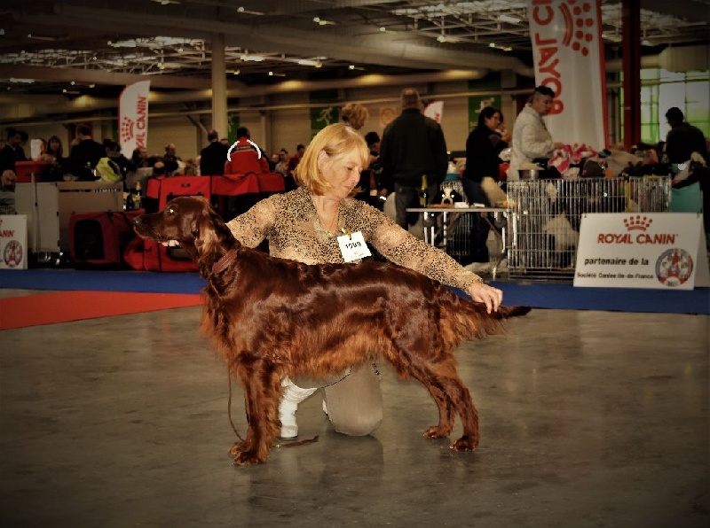 CH. Flavy De L'anneau Du Kerry - 3ème exc. champion