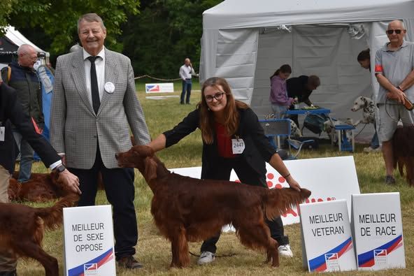 CH. Mio bellissimo maschio De L'anneau Du Kerry - 1er exc.CACIB vétéran , Meilleur Vétéran et Meilleur de Race / BOB