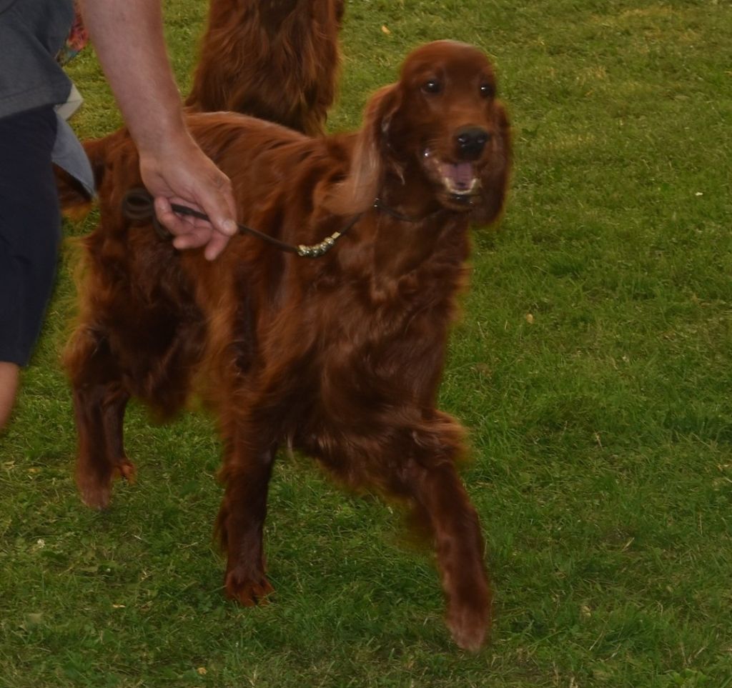 CH. Dimple cinammon's - 1er exc. Réserve CACIB + RCAC+VDH