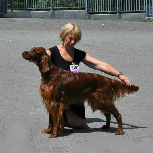 CH. Flavy De L'anneau Du Kerry - 1ERE EXC/RCACIB classe champion