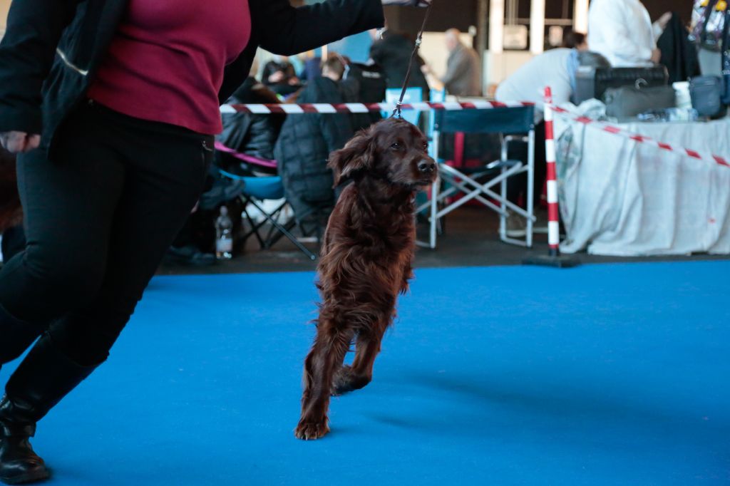 CH. Flavy De L'anneau Du Kerry - 1ème EXC. classe champion RCACIB
