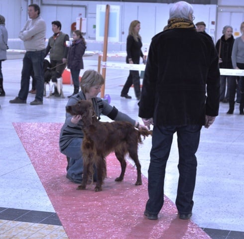 CH. Flavy De L'anneau Du Kerry - 1er excellent classe intermédiaire femelle