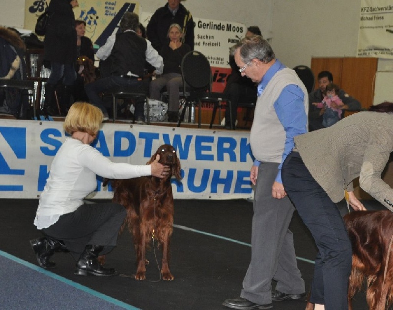 CH. Flavy De L'anneau Du Kerry - 2èmeEXC. rés. VDH CLUB CLASSE CHAMPION