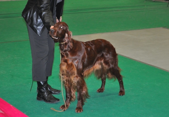 CH. Flavy De L'anneau Du Kerry - CACIB/MEILLEUR DE RACE