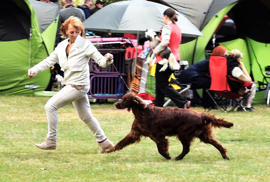CH. Flavy De L'anneau Du Kerry - 1er exc. Meilleur Vétéran/ Meilleur de Race / 3ème Meilleur de groupe 7