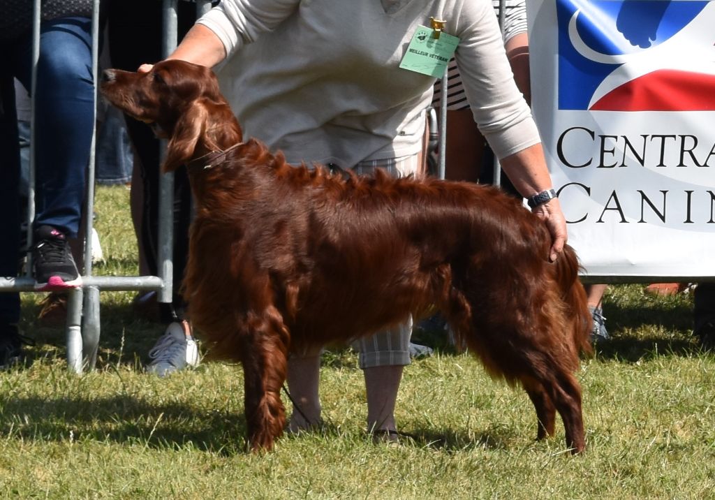 CH. Flavy De L'anneau Du Kerry - 1er exc. + Meilleur vétéran . Best in Show vétéran 2