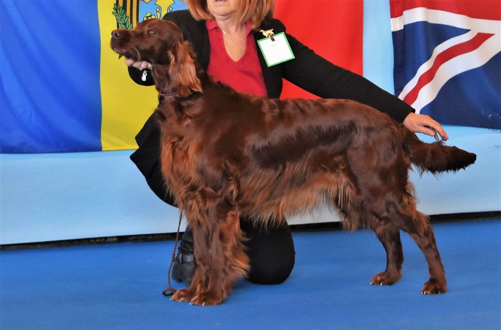 CH. Flavy De L'anneau Du Kerry - 1ER EXC. classe champion CAC/BOB/BOG