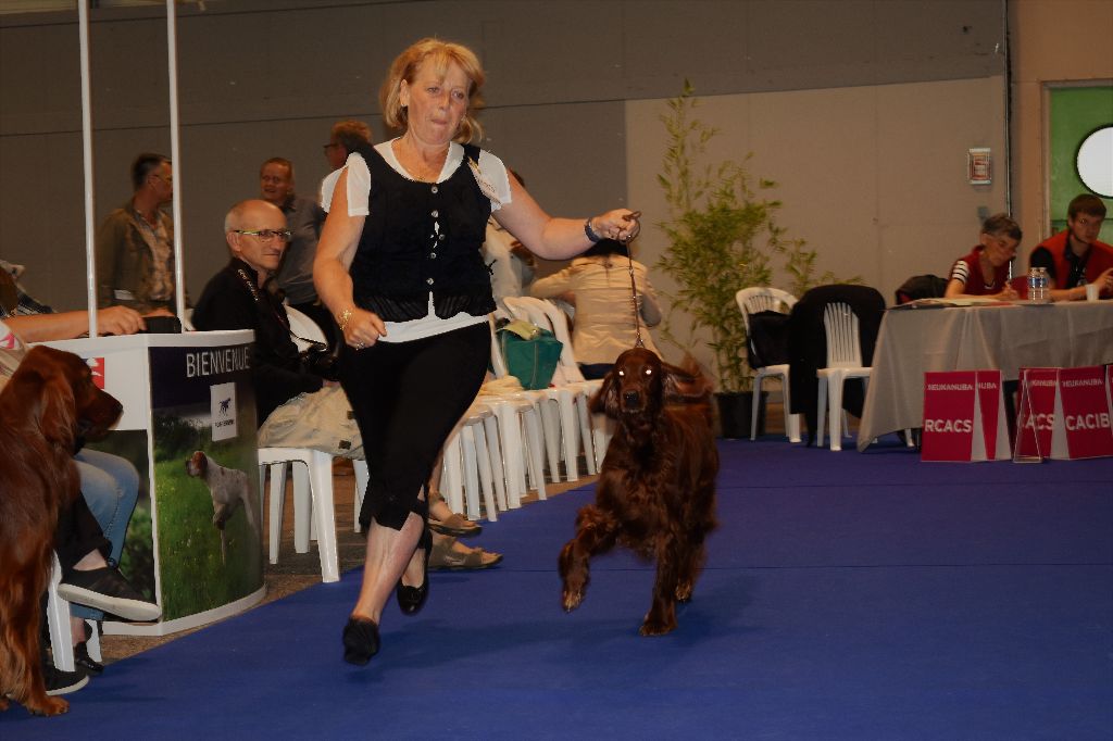 CH. Flavy De L'anneau Du Kerry - 1ER EXC. classe champion RCACIB