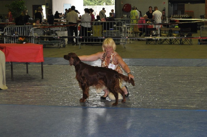 CH. Flavy De L'anneau Du Kerry - 1er exc./ en classe champion