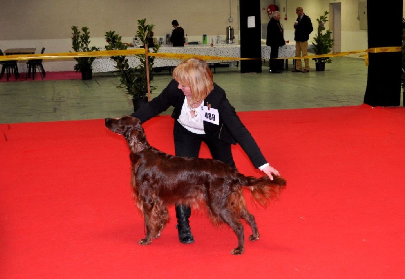 CH. Flavy De L'anneau Du Kerry - 1er exc.CACIB MEILLEUR DE RACE