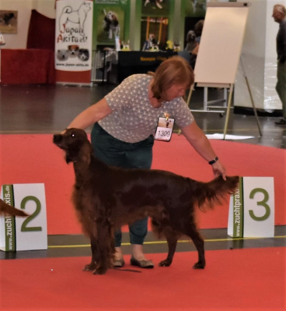 CH. Flavy De L'anneau Du Kerry - 1er exc. + Meilleur vétéran .