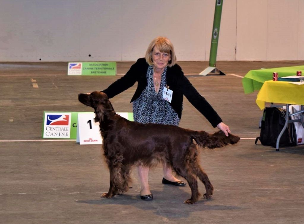 CH. Flavy De L'anneau Du Kerry - 1ème EXC. classe champion RCACIB