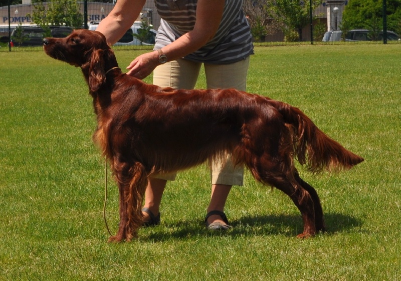 CH. Flavy De L'anneau Du Kerry - 1ere exc. CACS classe ouverte