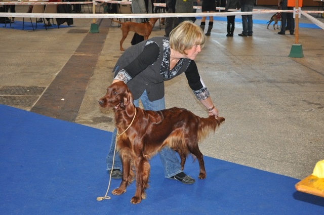 CH. Flavy De L'anneau Du Kerry - 1er excellent classe intermédiaire femelle