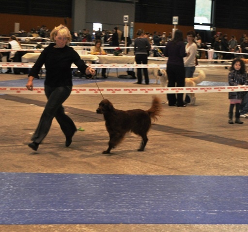 CH. Flavy De L'anneau Du Kerry - 1ere exc. CACS classe ouverte