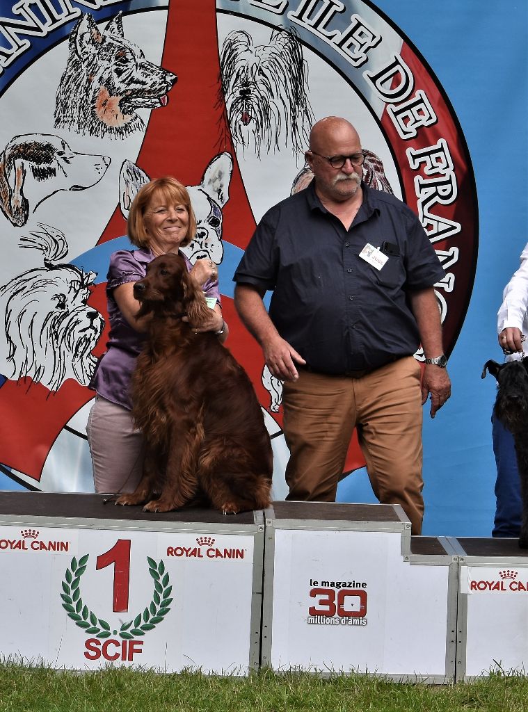 CH. Flavy De L'anneau Du Kerry - 1er exc. Meilleur Vétéran Best in Show