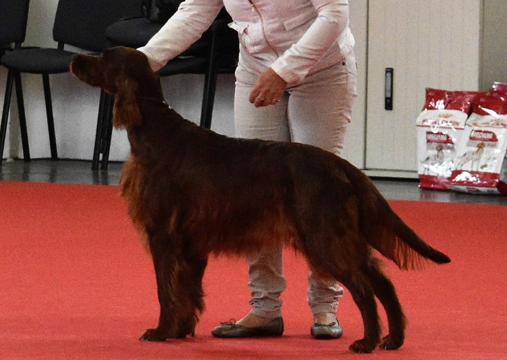 CH. Flavy De L'anneau Du Kerry - 1er exc. Meilleur Vétéran/ 3ème Best in Show vétéran