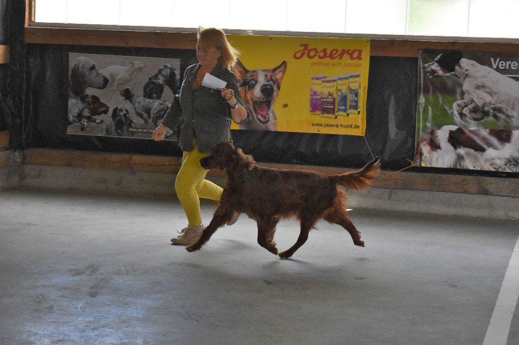 CH. Flavy De L'anneau Du Kerry - 3ème exc. Vétéran