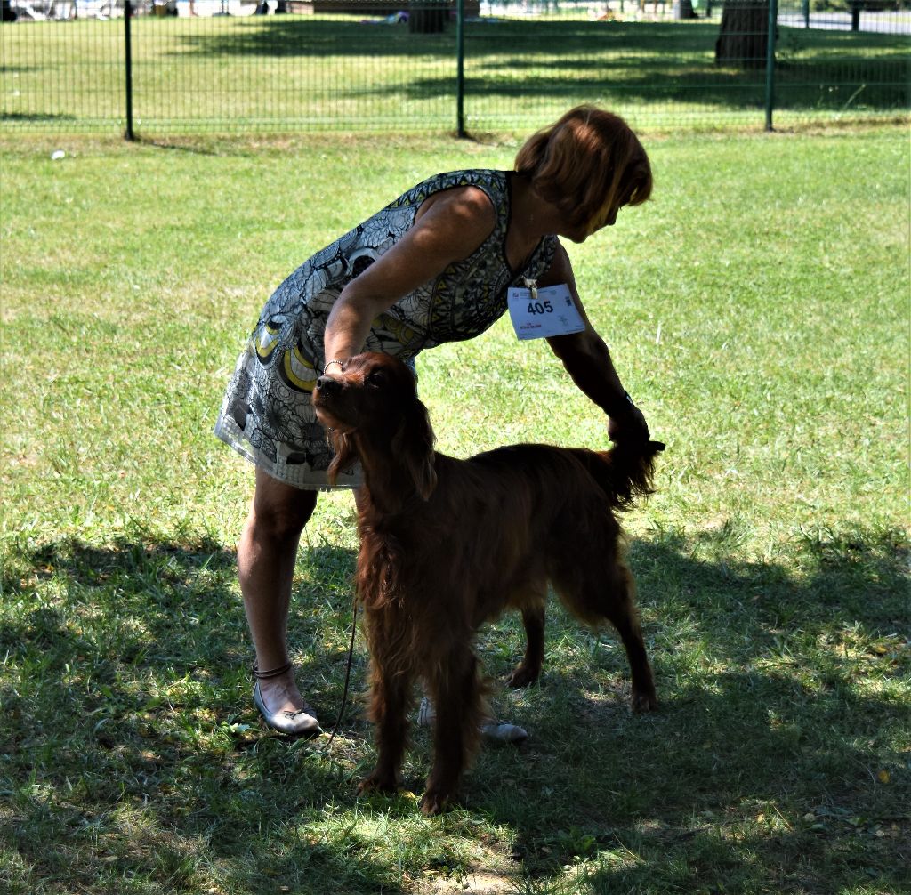 CH. Flavy De L'anneau Du Kerry - 1er exc. Meilleur Vétéran/