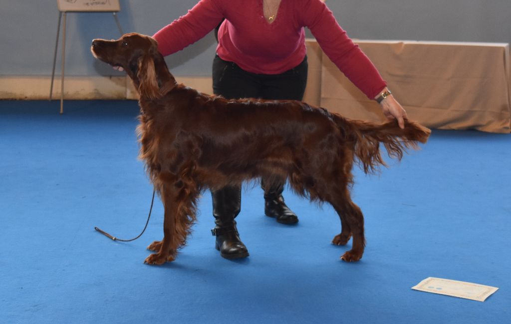 CH. Flavy De L'anneau Du Kerry - 1ER EXC. classe champion CACIB/CAC/BOS