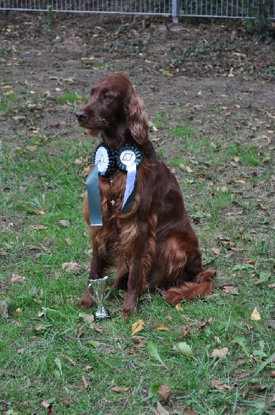 CH. Flavy De L'anneau Du Kerry - 1er exc./CAC/Anw.Dt.CH.VDH Meilleur de Race
