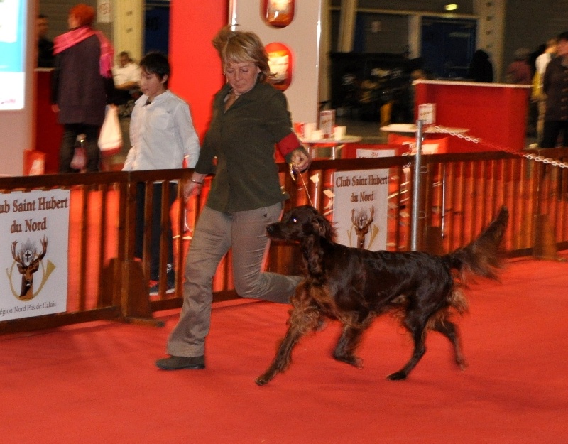 CH. Flavy De L'anneau Du Kerry - RCACIB 2ème exc.