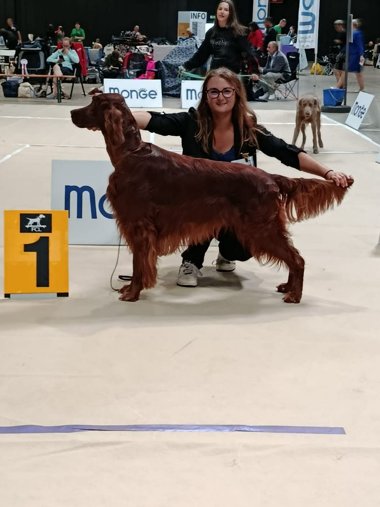 Suo dolce figlio De L'anneau Du Kerry - 1er excellent + CACL