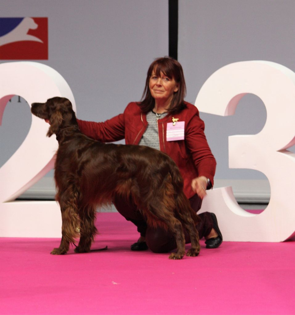 CH. Flavy De L'anneau Du Kerry - 1er exc. Meilleur Vétéran/ Meilleur de Race /3ème Meilleur de Groupe