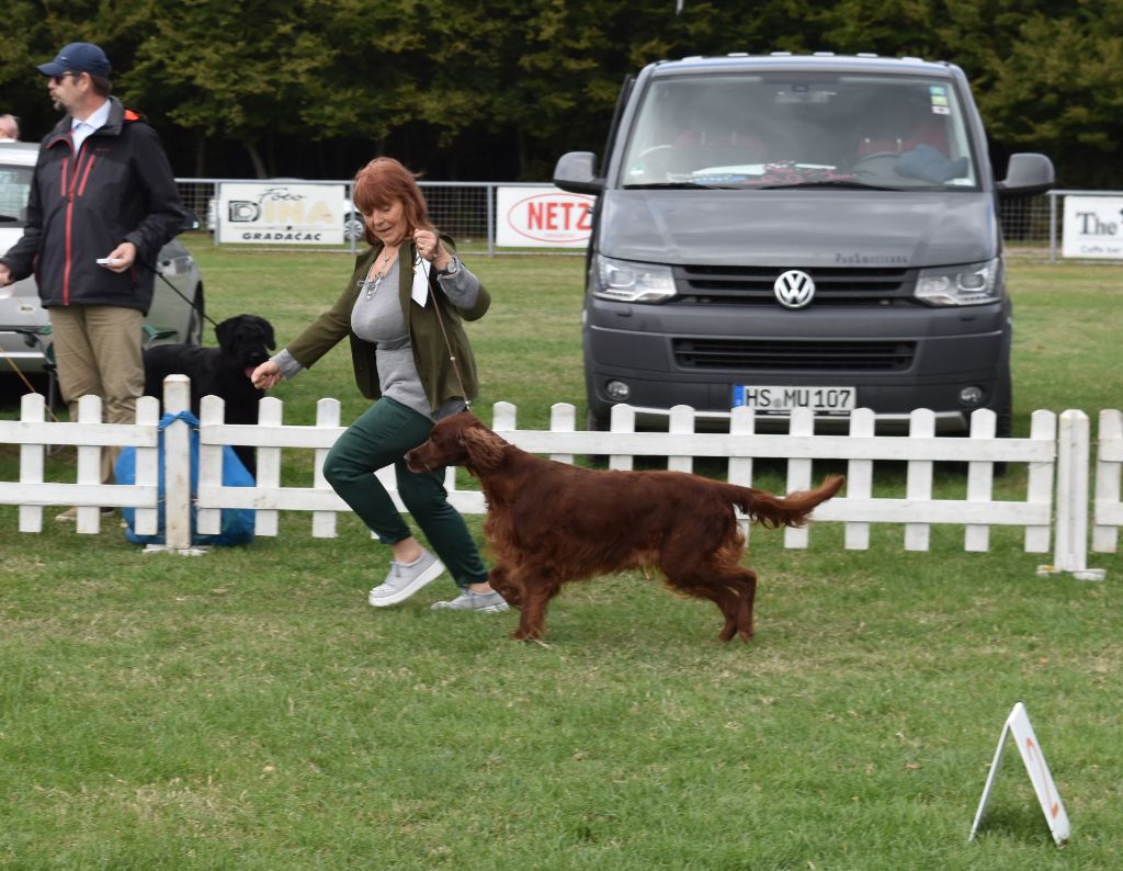 CH. Flavy De L'anneau Du Kerry - 1er exc. Meilleur vétéran