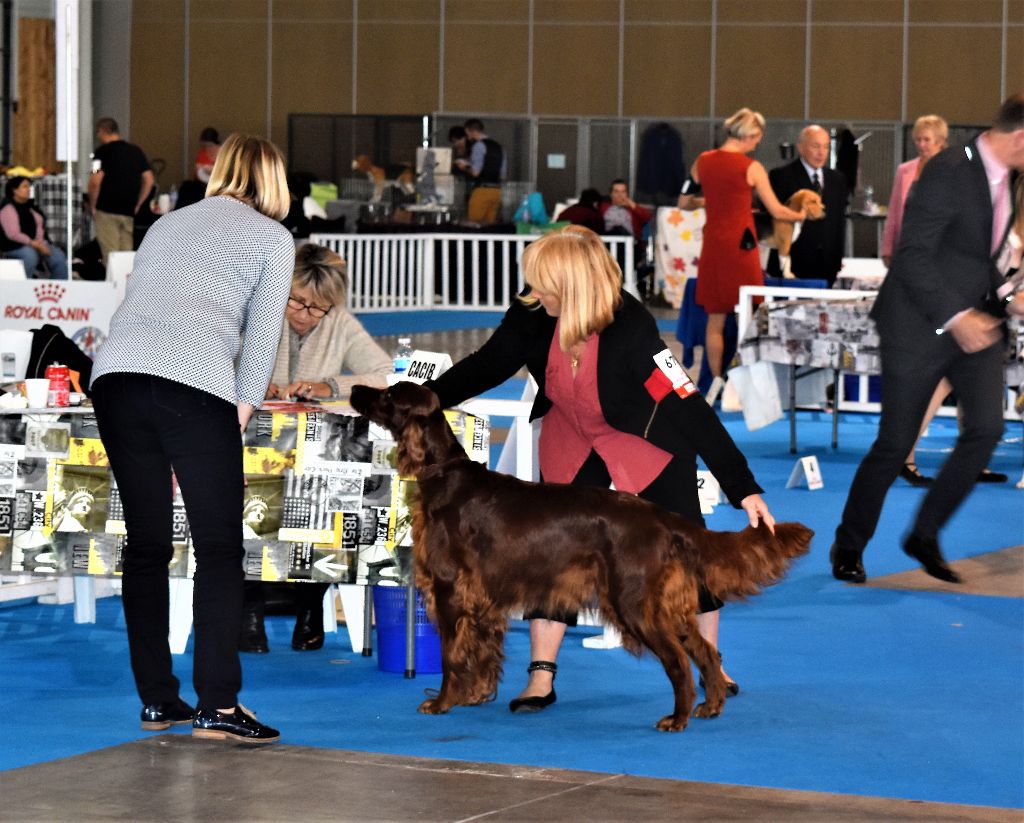 CH. Flavy De L'anneau Du Kerry - 2ième EXC. classe champion RCACIB