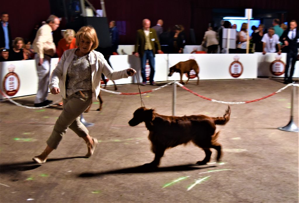 CH. Flavy De L'anneau Du Kerry - 1ème EXC. classe champion RCACIB