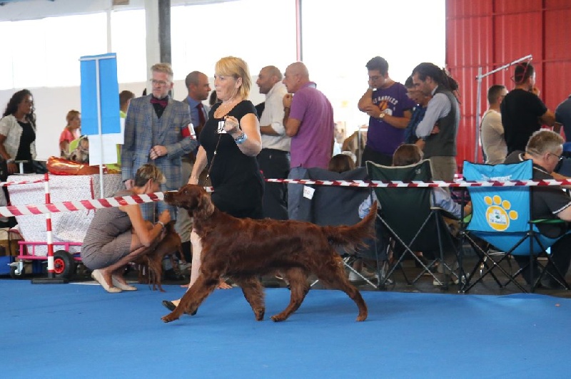 CH. Flavy De L'anneau Du Kerry - 1ER EXC. classe champion CAC/CACIB/BOB MEILLEUR DE RACE