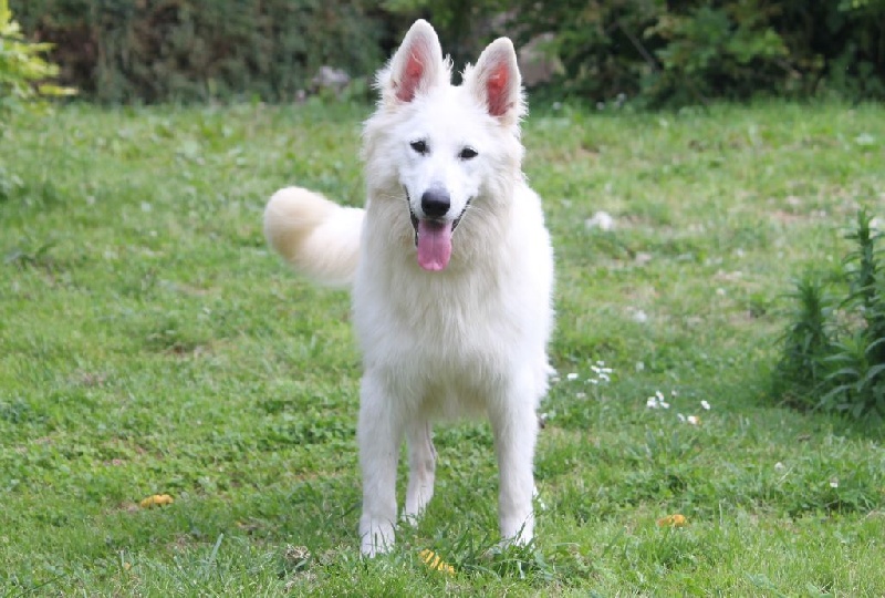 Publication : De La Tour De Babel