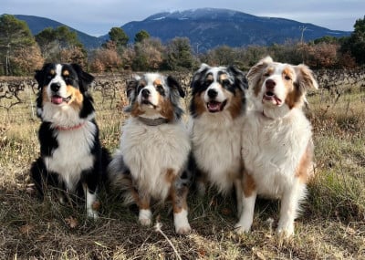 des Faucons d'Osiris