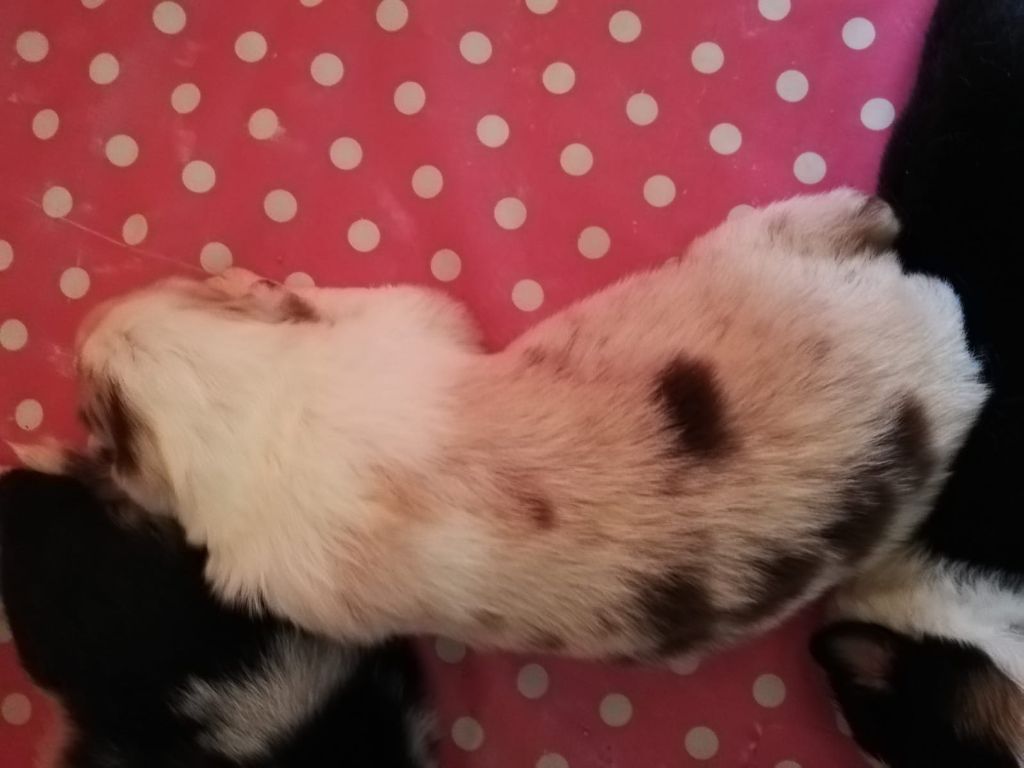 CHIOT ROUGE MERLE
