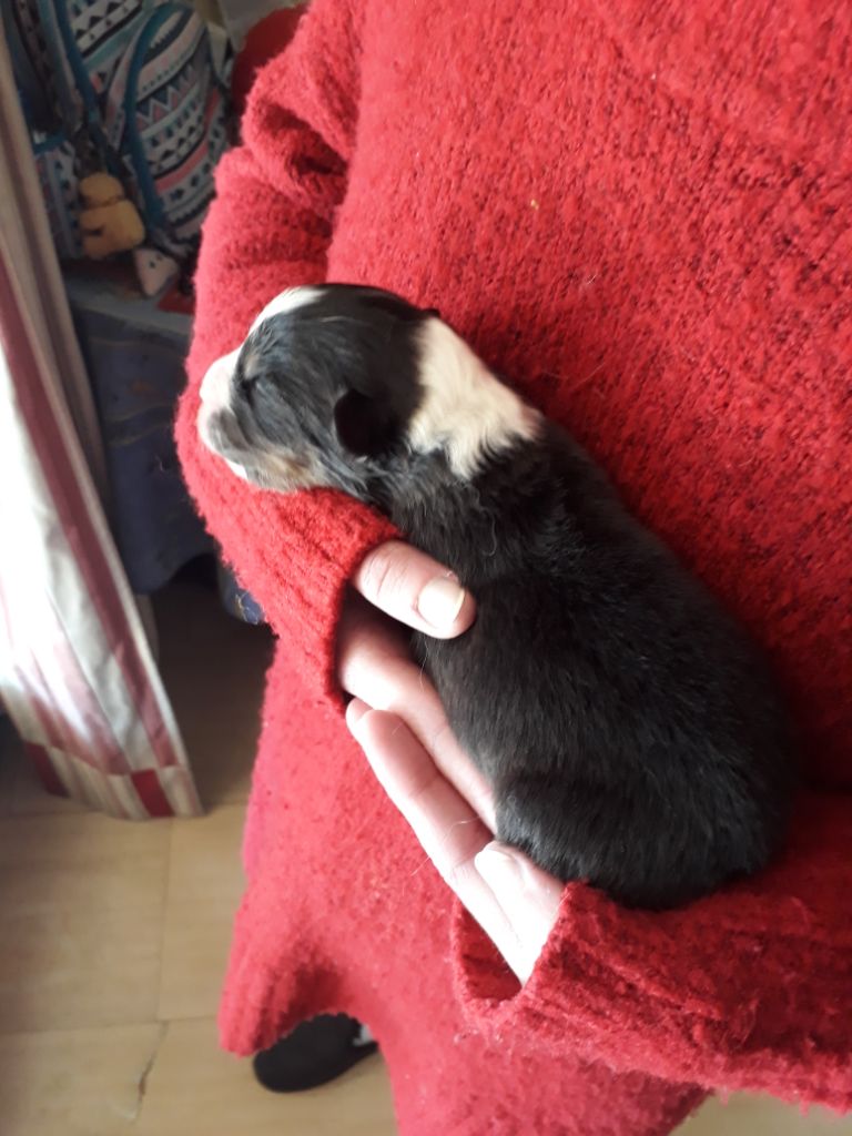 Chiot noir tricolore 4