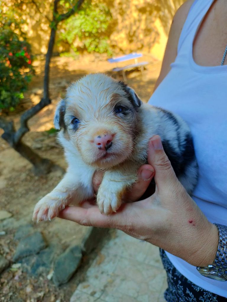 BLEU MERLE