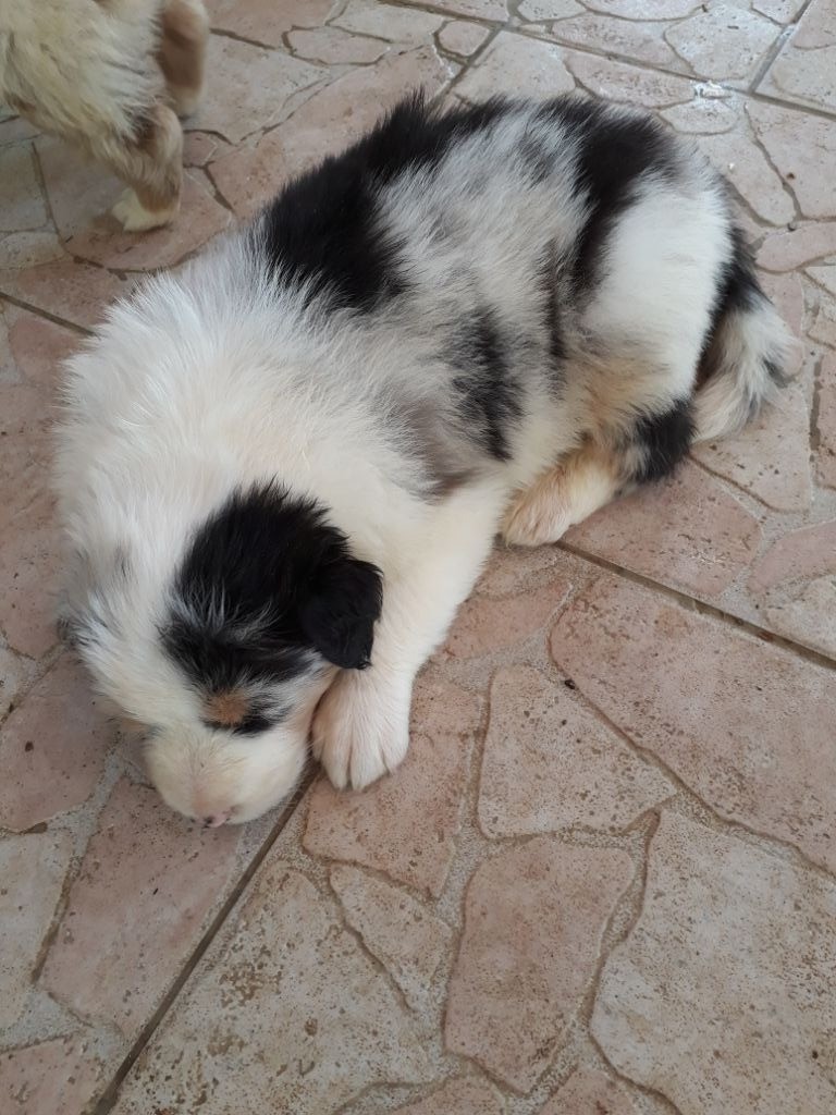 CHIOT BLEU MERLE