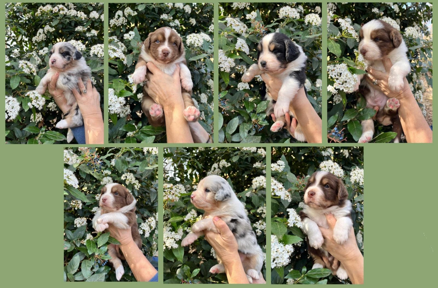 Berger Australien - des Faucons d'Osiris