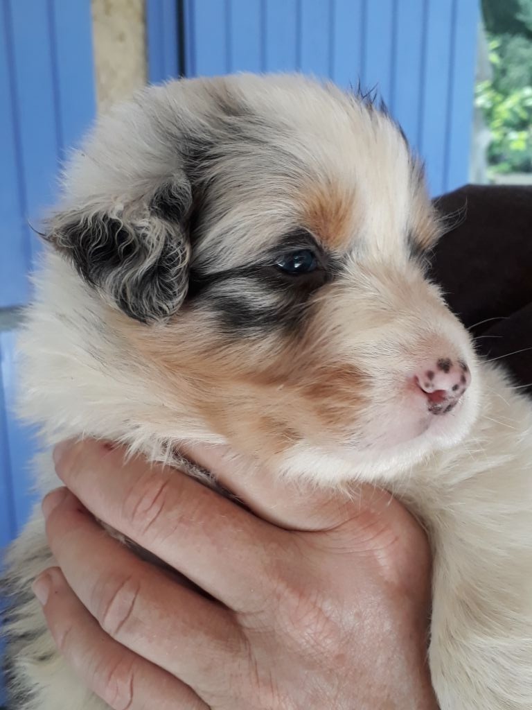 CHIOT BLEU MERLE