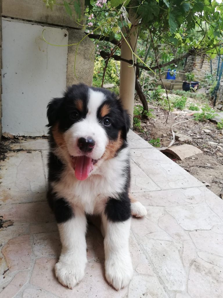 CHIOT NOIR TRICOLORE