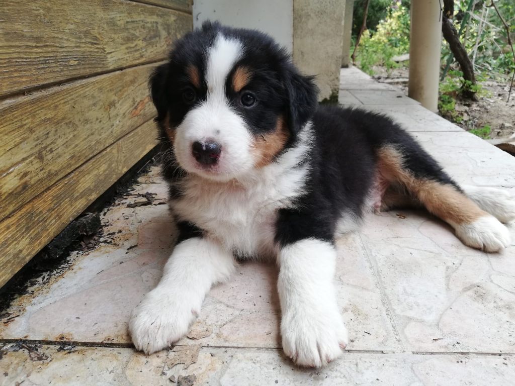 CHIOT NOIR TRICOLORE