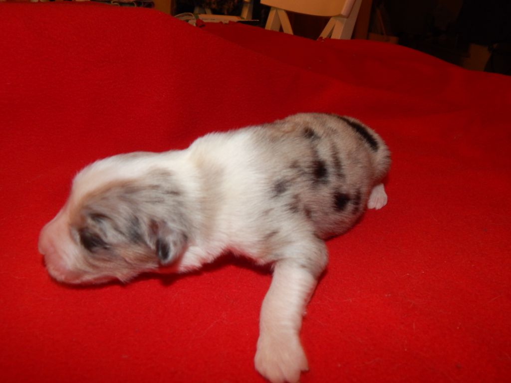 CHIOT BLEUE MERLE