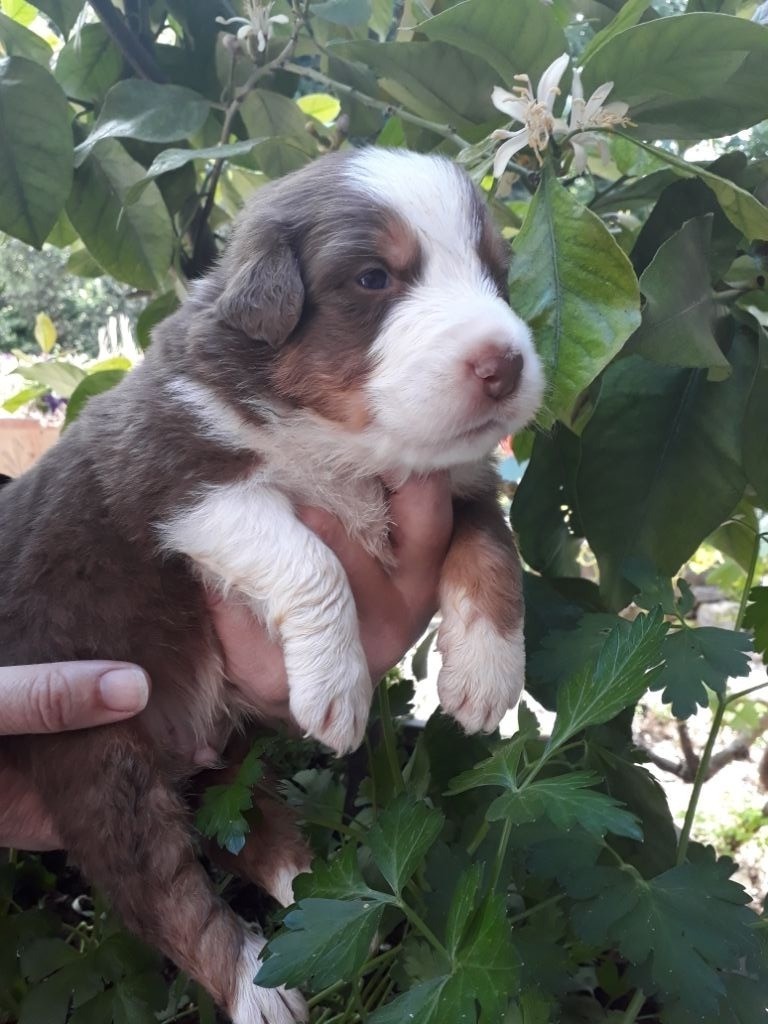 CHIOT ROUGE TRICOLORE