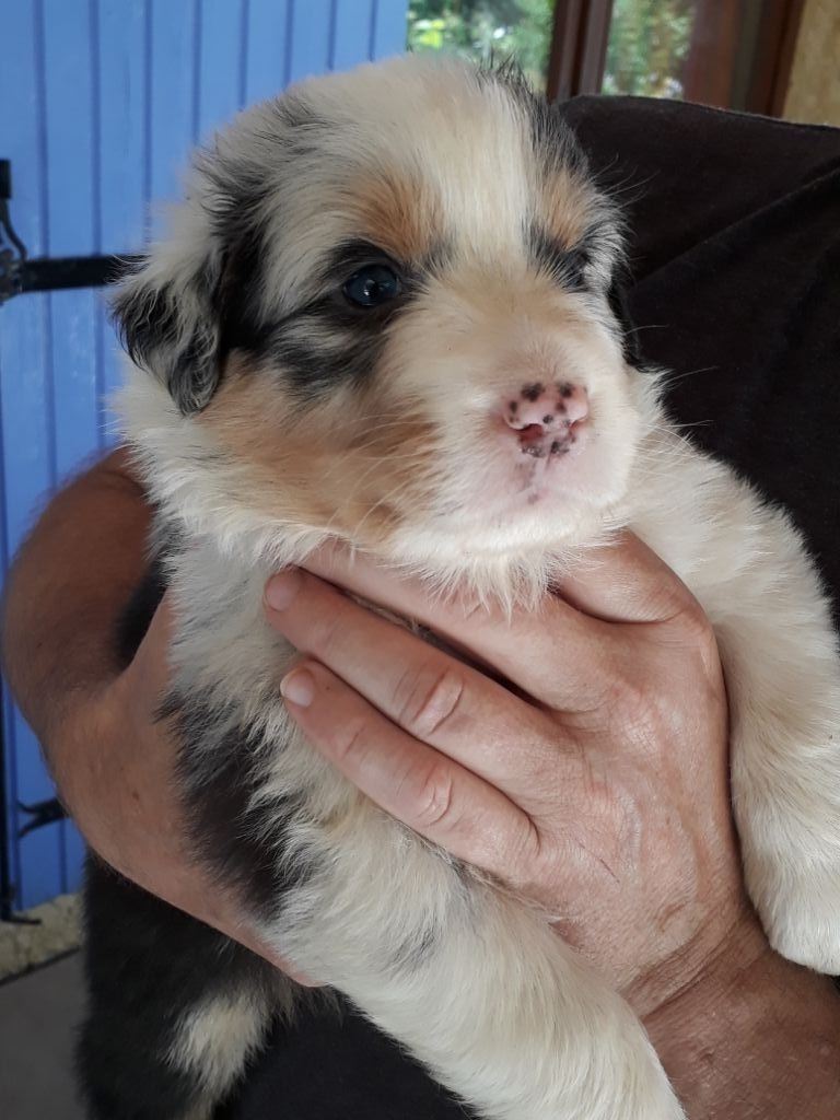 CHIOT BLEU MERLE