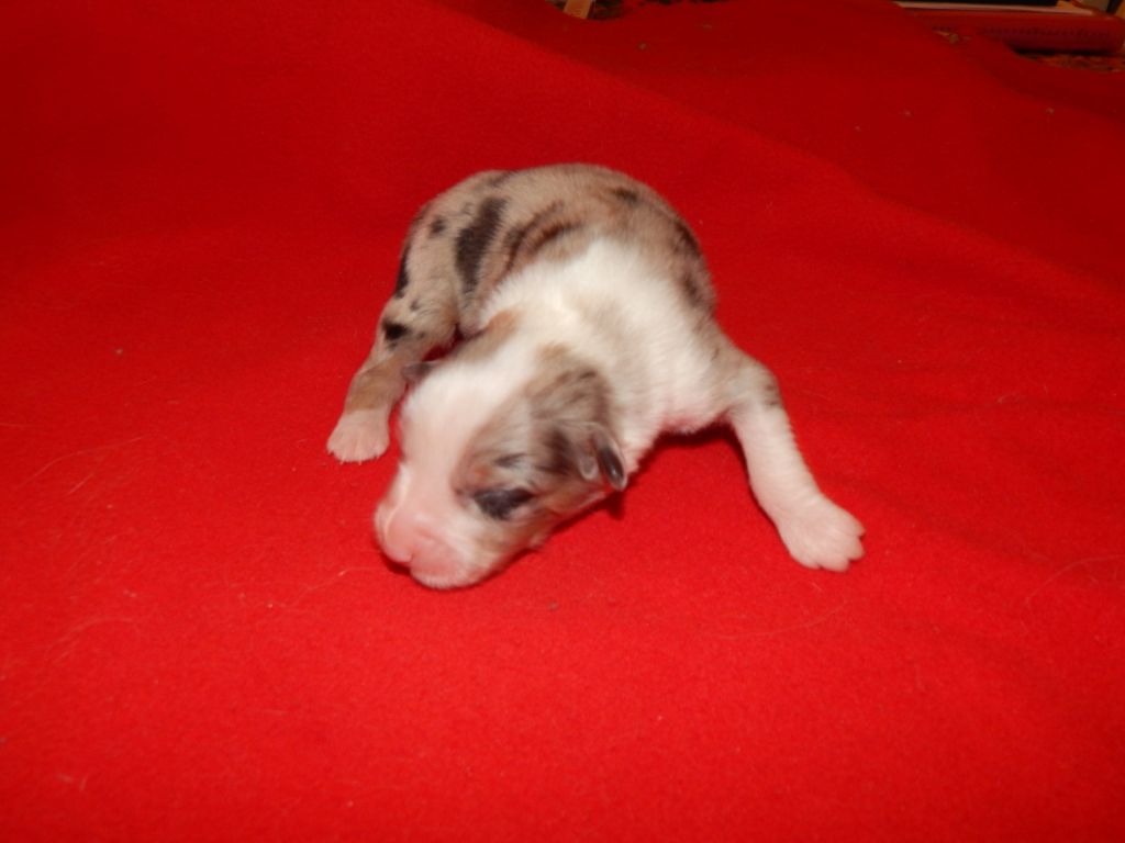 CHIOT BLEUE MERLE